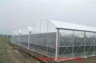 溫室大棚安裝全攻略 連棟大棚施工關鍵問題與專業服務解析