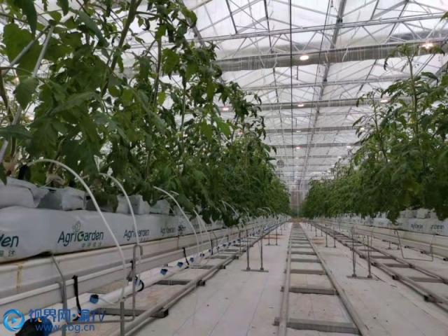 重慶梁平區 智慧農業賦能，番茄種植邁入工廠化新時代